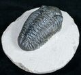 Bargain Phacops Trilobite Fossil - #9734-3